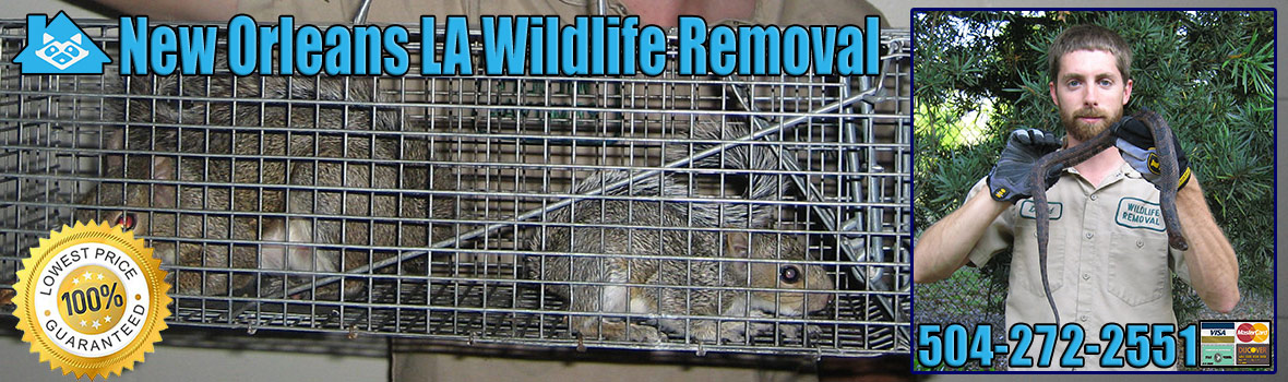 New Orleans Wildlife and Animal Removal